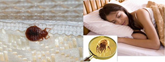 Mattress Cleaning San Rafael