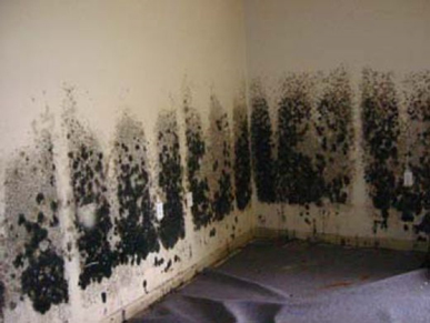 Mold and Mildew Removal San Rafael