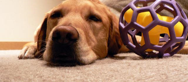 Pet Stain and Odor Removal San Rafael
