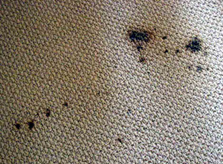 Spot & Stain Removal San Rafael