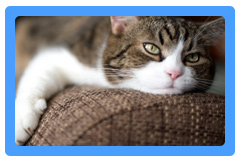 Upholstery Cleaning San Rafael